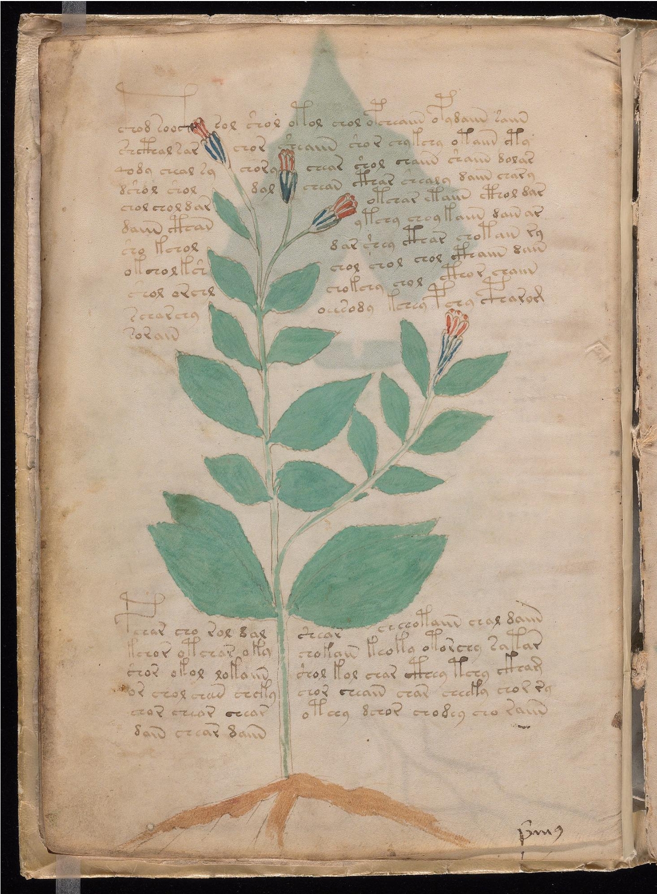 Original manuscript of Folio 8v